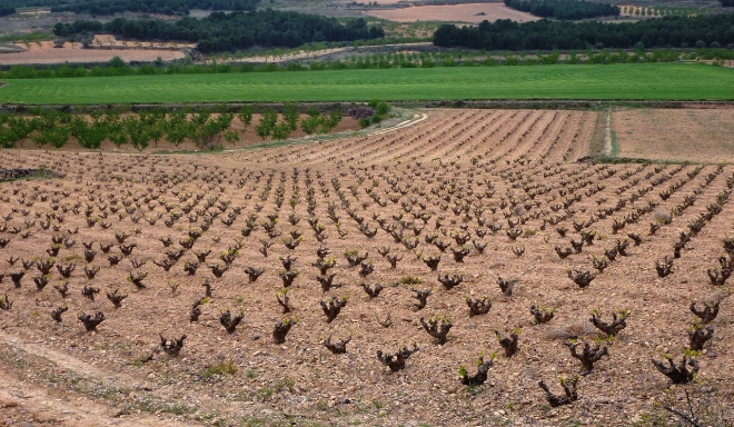 Campo de Borja