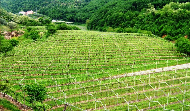 Azienda Agricola Corte Lenguin di Silvio Vantini