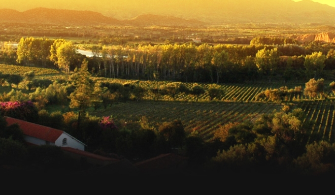 Bodegas y Vinedos La Concepcion