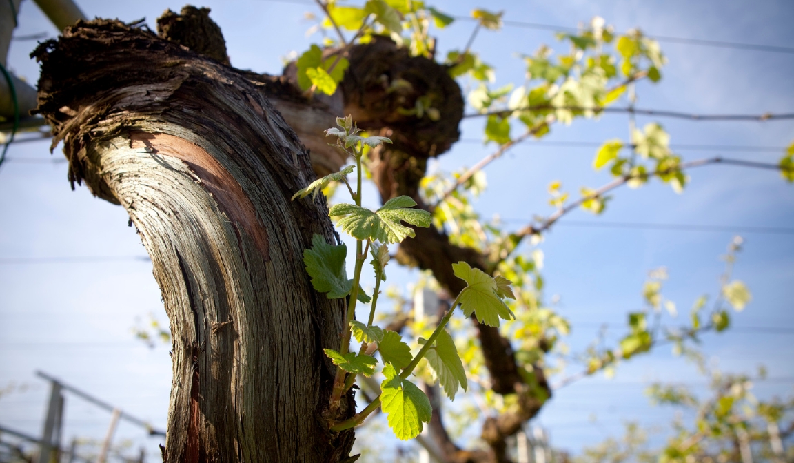 Rias Baixas