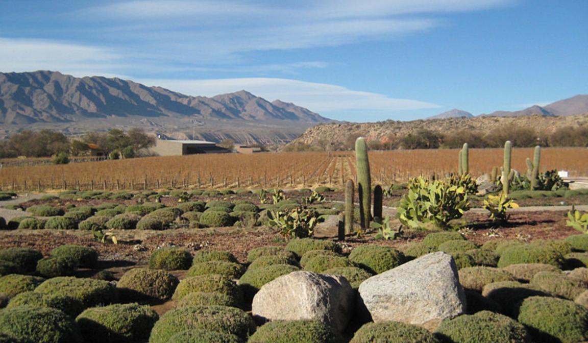 Bodega Amalaya