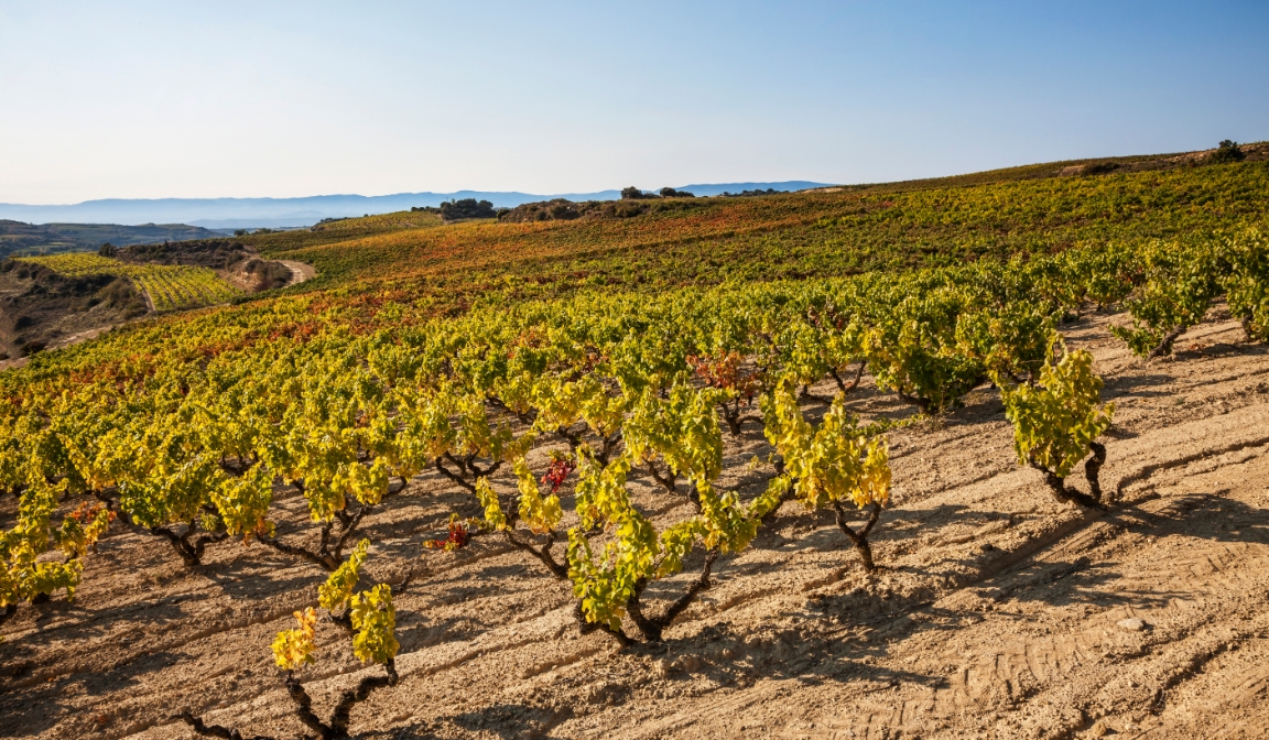 Bodegas Luis Alegre